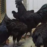 نیمچه ایام سمانی (فقط نمیچه)تخم مرغ ندارم