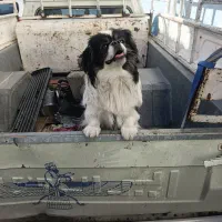 سگ پیکینر نر تربیت شده