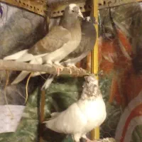 کبوتر|پرنده|جوانرود, |دیوار