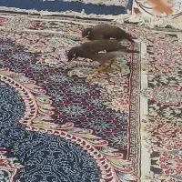 جوجه مینا