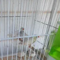 فنچ مرغ عشق