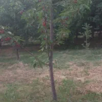 باغ گیلاس