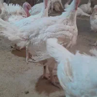 بقلمون