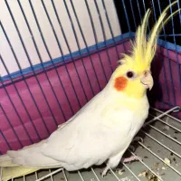 پرنده