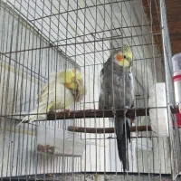 یک جفت عروس هلندی نر و ماده رایگان