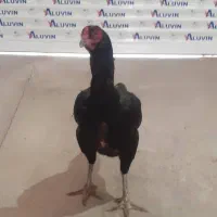 جوجه لاری اصیل
