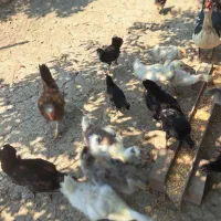 فروش مرغ وخروس وجوجه گلین