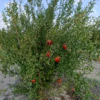 1500متر-باغ-انار-روستای-کلاسنگیان
