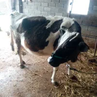 گاو|حیوانات مزرعه|خان ببین, |دیوار