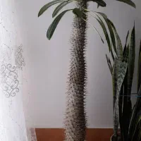 نخل