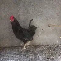 فروش خروس گلین