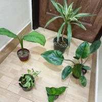 گل های زیبا