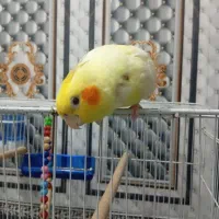 عروس هلندی با قفس