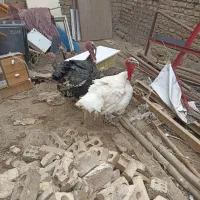 2جفت بوقلمون مولد تخم گذار