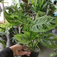 پیتوس حصیری میخوای بخری دست اول بیاگلخانه مادر
