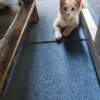 بچه گربه حدودا سه ماهه