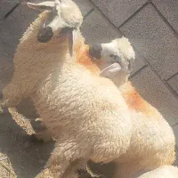 بره نر .شیشک.