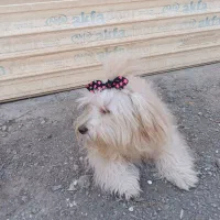 شیتزو ۲ساله