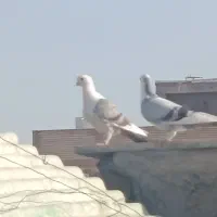 کبوتر طاووسی