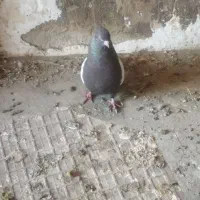 کبوتر|پرنده|بیستون, |دیوار