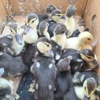 جوجه اردک خارجی 20روزه