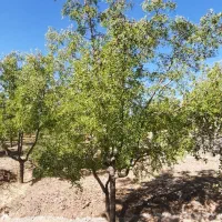 فروش فوری زمین کشاورزی همراه با آب و درخت