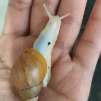 حلزون آچاتینا 6عدد 4سانتی 200