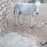 الاغ|حیوانات مزرعه|ایلام, |دیوار