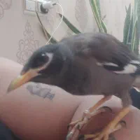 جوجه مینا  ۳ ماهه شاتخم