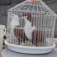 کفتر|پرنده|شیروان (خراسان), |دیوار