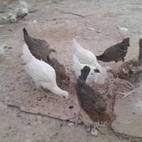 جوجه|حیوانات مزرعه|لردگان, |دیوار