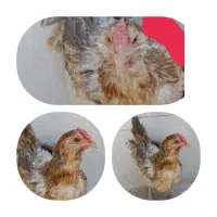 فروش مرغ گلین کُرچ(کُرک)