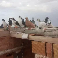 کبوترضربه پرشی و تعدادی جوجه پرشی. کود کبوتر