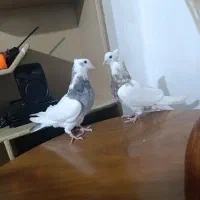 کبوتر طوقی و جوانه نقابی