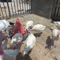 جوجه بقلمون ۲ ماهه بیوتی ۶