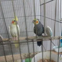 عروس هلندی