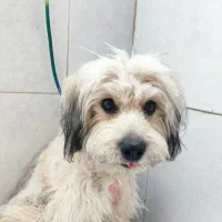 سگ تریر ماده یک سال واگذار میگردد