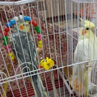 پرنده عروس هلندی