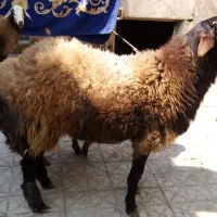 بره نر افشار یک ساله