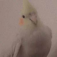 عروس هلندی یک جفت با قفس و لانه