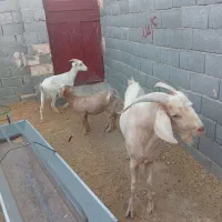 کهره‌نر‌وماده