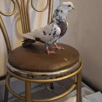 دم سبز