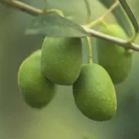 دعوت به کار در زیتون سرا