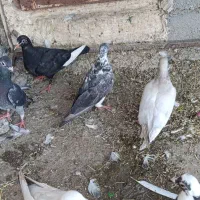 کفتر صید