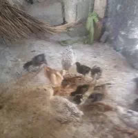 چندتا جوجه افغان ولاری و تخم مرغ افغان