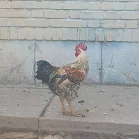 خروس