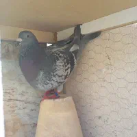 کبوتر روزگاری
