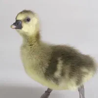 فروش جوجه غاز و قوغاز