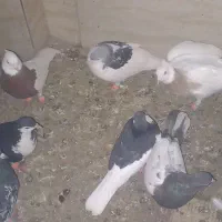 کبوتر