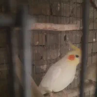 جفت بالغ عروس لوتینو